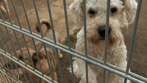 Tierheim N&uuml;rnberg verh&auml;ngt Vermittlungsstopp - aus gegebenem Anlass