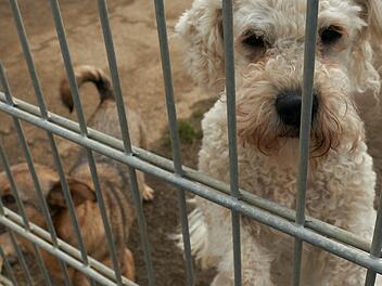 Tierheim Nürnberg verhängt Vermittlungsstopp - aus gegebenem Anlass