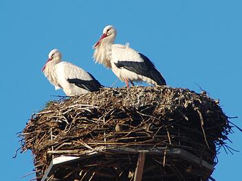 Jetzt sind wieder zwei Störche im Nest auf dem Feuerwehrhaus in Westheim.