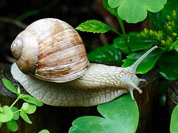 Völlig harmlos für die Pflanzen: Die Weinbergschnecke. Symbolfoto: Roland Weihrauch/ dpa