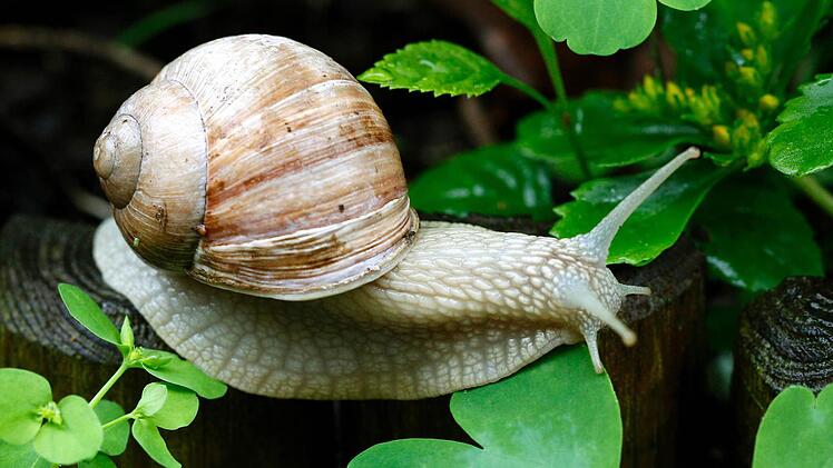 Völlig harmlos für die Pflanzen: Die Weinbergschnecke. Symbolfoto: Roland Weihrauch/ dpa