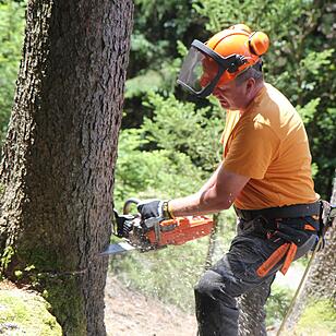 Voloprojekt: Baum fällt