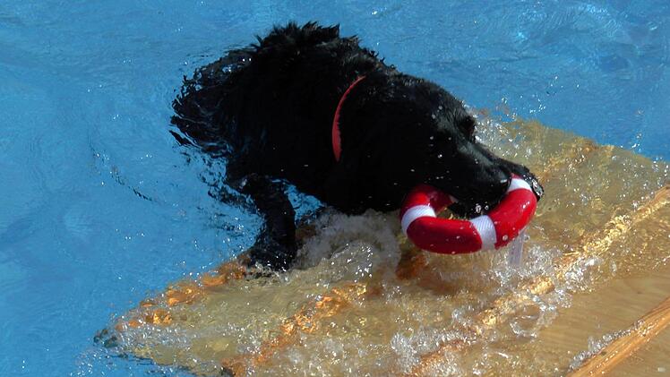 Die Einstiegshilfen, die die Wasserwacht Eltmann extra gebaut hatte, haben sich bestens bew&auml;hrt.Christian Licha