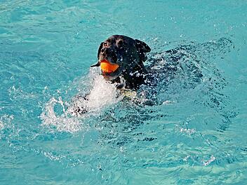 Bad Kissingen: Terrassenschwimmbad l&auml;dt zu erstem Hunde-Badetag - was beachtet werden muss