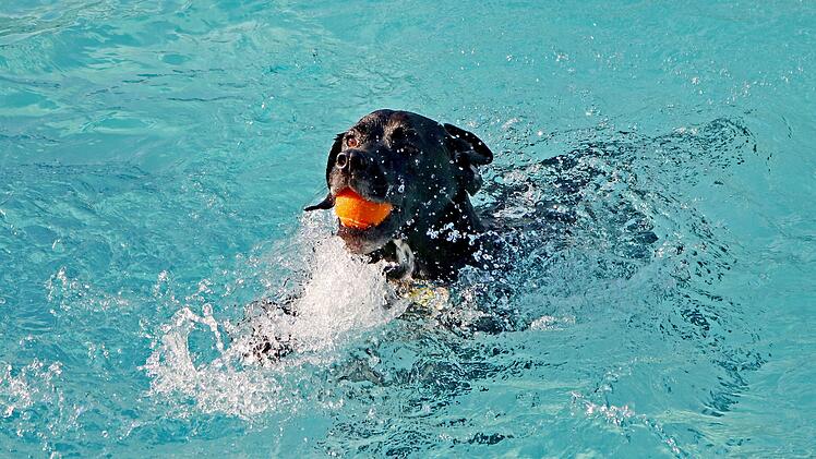 Bad Kissingen: Terrassenschwimmbad l&auml;dt zu erstem Hunde-Badetag - was beachtet werden muss