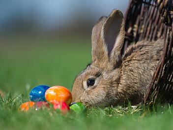 Preise auf Allzeithoch: Werden zum Osterfest die Eier knapp?