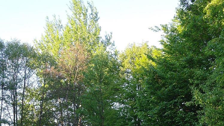 Der Spielturm auf dem Kothener Spielplatz ist gesperrt. Markus Bug hatte einen Antrag für ein neues Spielgerüst gestellt. Stephanie Elm