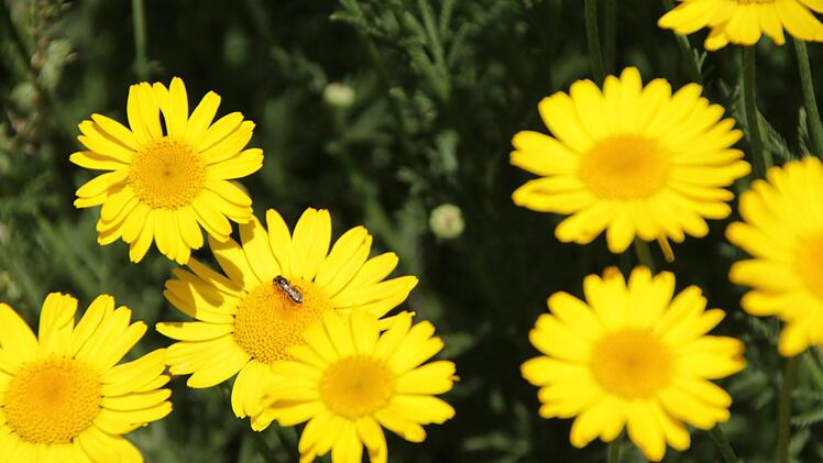 Wildbienen fühlen sich auf der Färberkamille wohl.