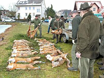Nach der erfolgreichen Jagd werden immer mehr Füchse auf die Strecke gelegt. Fotos: Johanna Blum