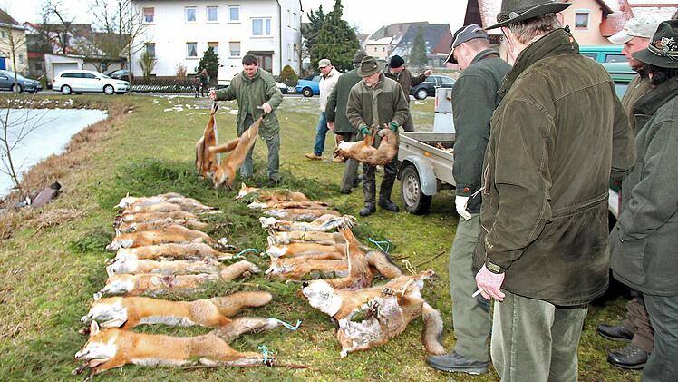 Nach der erfolgreichen Jagd werden immer mehr Füchse auf die Strecke gelegt. Fotos: Johanna Blum