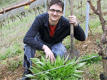 Da hilft nur die gute alte Handarbeit: Wenn Winzer Ralf Baldauf in seinen Weinbergen die Orientalische Zackenschote entdeckt, rückt er gleich mit dem Spaten an. Sein Tipp: Die komplette Pflanze möglichst bald ausgraben, wenn sie erst einmal blüht, ist es schon zu spät. Foto: Ralf Ruppert