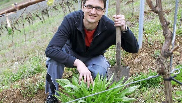Da hilft nur die gute alte Handarbeit: Wenn Winzer Ralf Baldauf in seinen Weinbergen die Orientalische Zackenschote entdeckt, rückt er gleich mit dem Spaten an. Sein Tipp: Die komplette Pflanze möglichst bald ausgraben, wenn sie erst einmal blüht, ist es schon zu spät. Foto: Ralf Ruppert