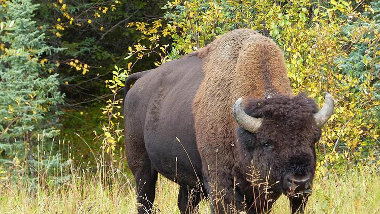 Urwüchsig und kraftstrotzend. Die Wagners begegneten Hunderten von Bisons.
