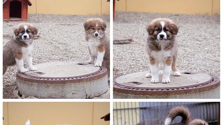 Tierheim Nürnberg: "Kein Hund für jedermann" - Außergewöhnliche Mischlingswelpen suchen Zuhause