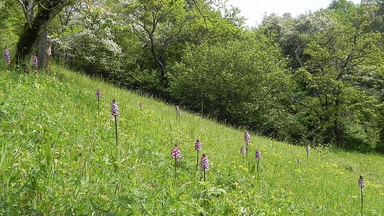 Naturschützer machen Front gegen den wachsenden Flächenverbrauch in Bayern. Symbolfoto: Archiv