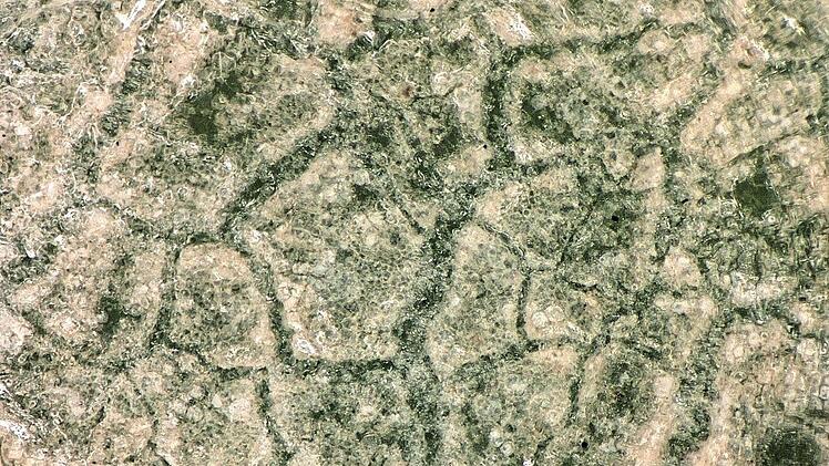 Ein kleiner Ausschnitt eines Blattes. Foto: Keyence