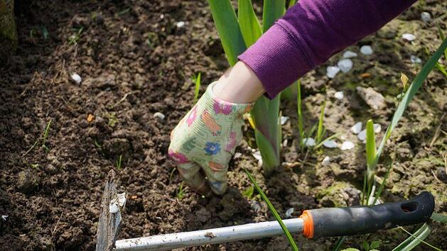 Jäten ist ein unliebsame Arbeit, aber hin und wieder muss es erledigt werden, damit der Garten gepflegt ist. Symbolbild: summa/pixabay.com