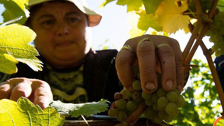 Eine Lesehelferin des Weingut Juliusspital bei der Weinlese.  Foto: Tobias Köpplinger