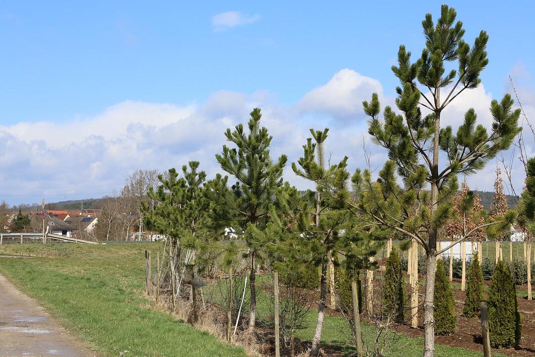 SoS Hausen im Landkreis Forchheim; Foto: Barbara Herbst