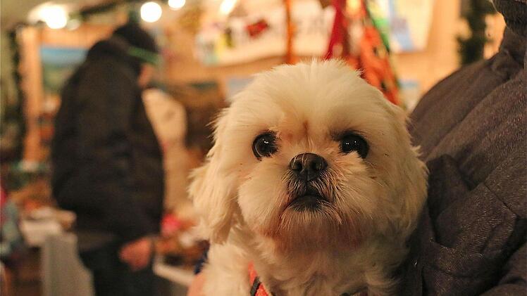 Altstadt-Advent in Hammelburg Foto: Gerd Schaar