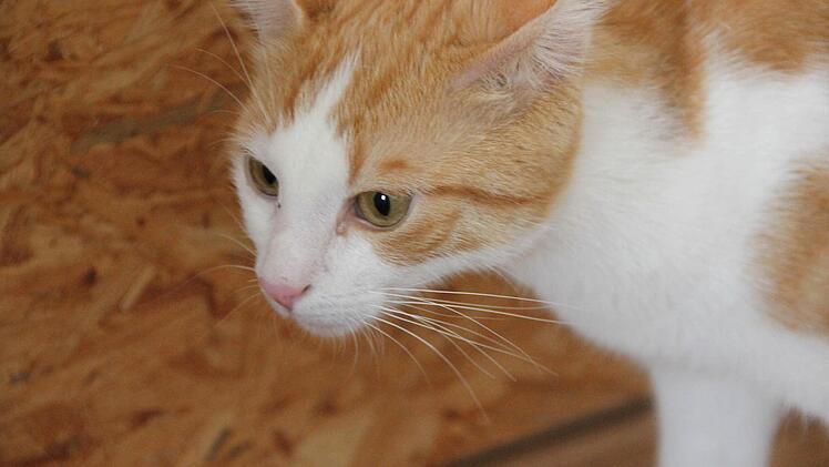 Charlie, der Star