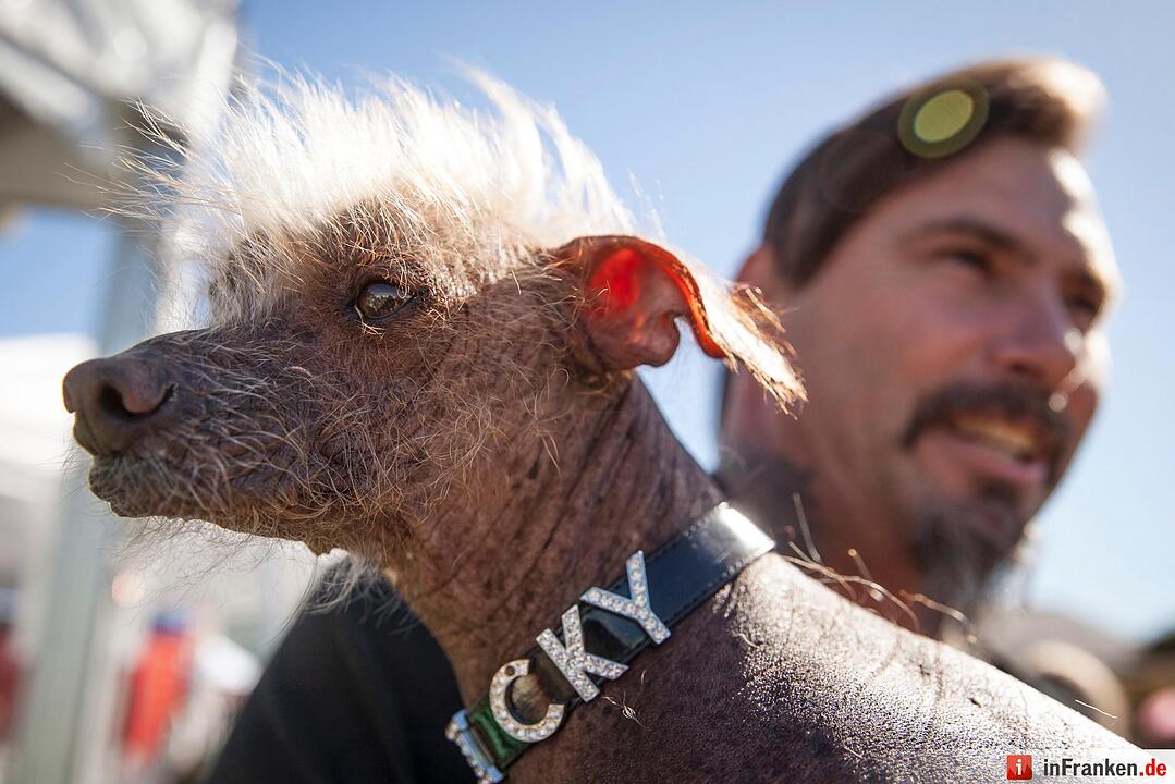 2016 World's Ugliest Dog Contest in California