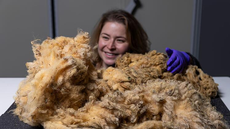 Auch ein Fell von Dolly gibt es im National Museum of Scotland zu bestaunen.