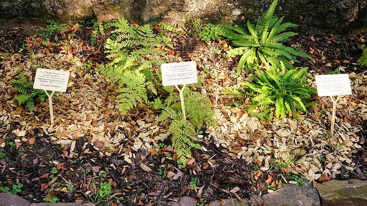 Schattig und feucht lieben es die meisten der Farnarten. Im Zeitlofser Kirchgarten mit der alten Steinmauer finden sie gute Bedingungen zu wachsen. Foto: Julia Raab