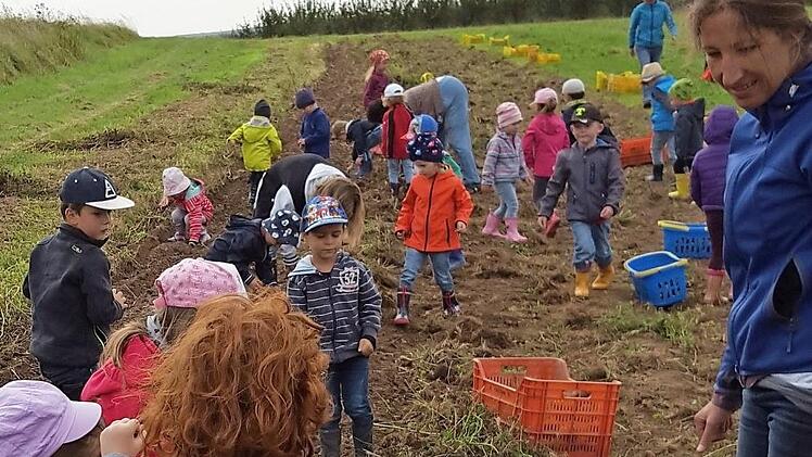 Hoch her ging es am Freitag auf einem Kartoffelfeld in Kirchaich.