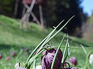 Die Blütezeit der Schachbrettblume ist nur kurz, dafür zeigt sie dann ihre sehr besondere Zeichnung. Im Coburger Land wächst sie wild nur an einer einzigen Stelle. Foto: Rainer Lutz