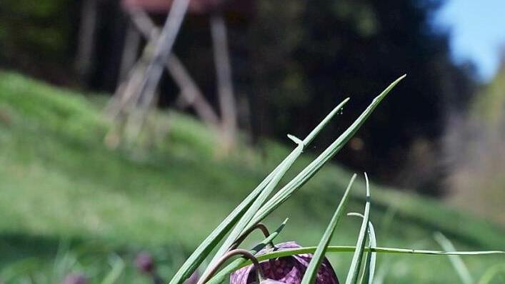Die Blütezeit der Schachbrettblume ist nur kurz, dafür zeigt sie dann ihre sehr besondere Zeichnung. Im Coburger Land wächst sie wild nur an einer einzigen Stelle. Foto: Rainer Lutz