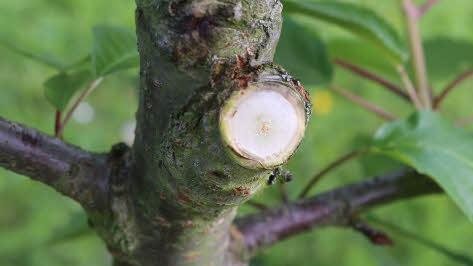 Überflüssige Äste am jungen Kirschbaum werden gekappt. Foto: Barbara Herbst