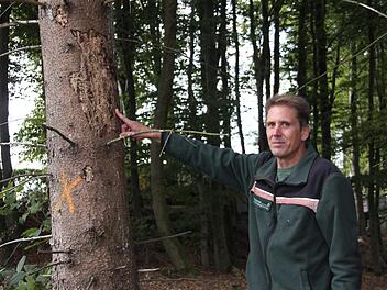 Revierleiter Martin Körlin zeigt einen vom Borkenkäfer befallenen Baum. Stellen diese Schädlinge die Waldbesitzer heute vor große Herausforderungen, so waren es in den 80er Jahren der saure Regen oder auch die Fichtengespinstblattwespe. Foto: Veronika Schadeck
