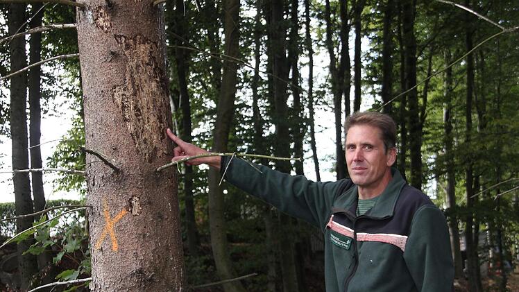 Revierleiter Martin Körlin zeigt einen vom Borkenkäfer befallenen Baum. Stellen diese Schädlinge die Waldbesitzer heute vor große Herausforderungen, so waren es in den 80er Jahren der saure Regen oder auch die Fichtengespinstblattwespe. Foto: Veronika Schadeck