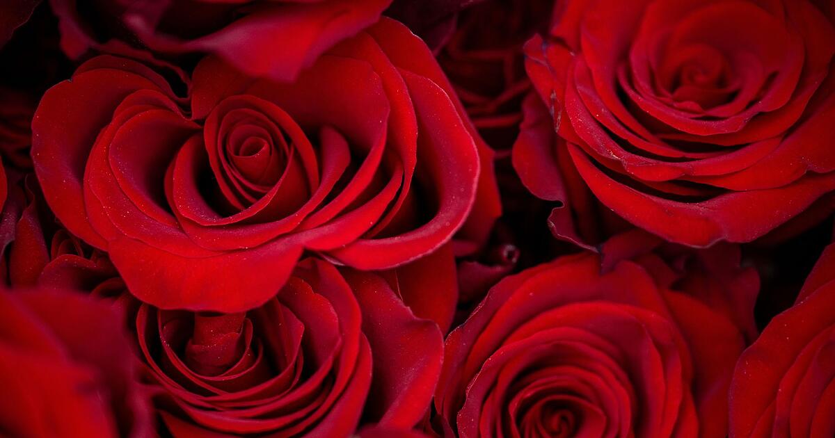 Zum-Valentinstag-wollen-weniger-Menschen-Geschenke-kaufen