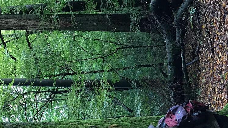Dicke Buche im Steigerwald p.