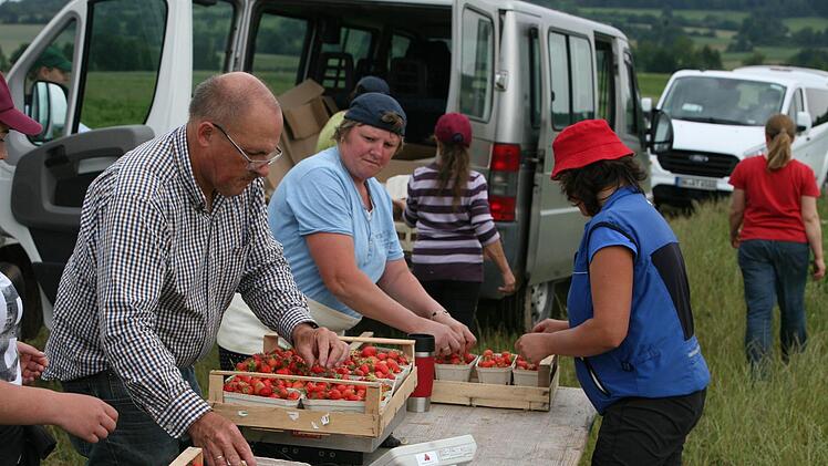 450-Euro-Jobber Walter Muth (links) koordiniert auf dem Feld das Wiegen und Sortieren der Erdbeeren. Foto: Steffen Standke