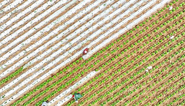 Gem&uuml;seanbau in China