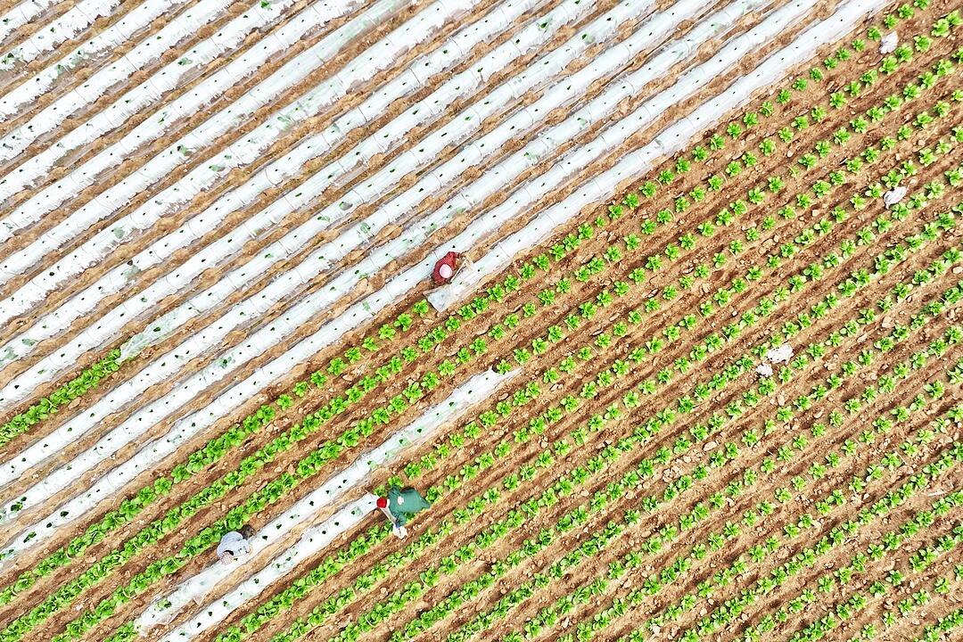 Gem&uuml;seanbau in China