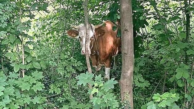 Den Einsatzkr&auml;ften gelang es, die panisch umherlaufende Milchkuh &bdquo;Annabell&ldquo; an einem ruhigen Platz zu stellen.