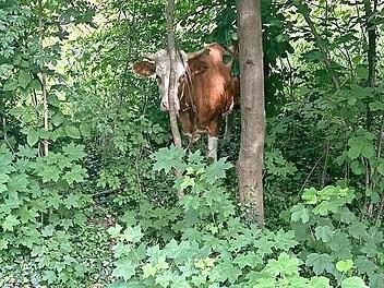 Den Einsatzkräften gelang es, die panisch umherlaufende Milchkuh „Annabell“ an einem ruhigen Platz zu stellen.