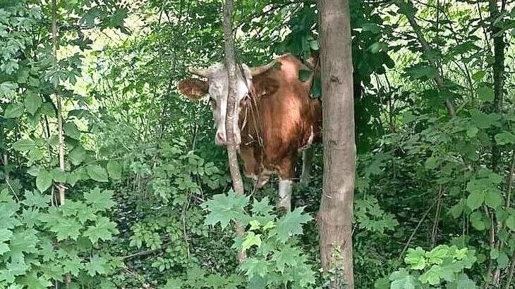 Den Einsatzkräften gelang es, die panisch umherlaufende Milchkuh „Annabell“ an einem ruhigen Platz zu stellen.
