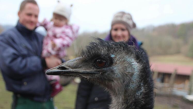 Elke-Christa läuft einfach ins Bild: Die neugierige Emu-Dame bringt Daniel, Emilia und Jessica zum Lachen.  Foto: Diana Fuchs