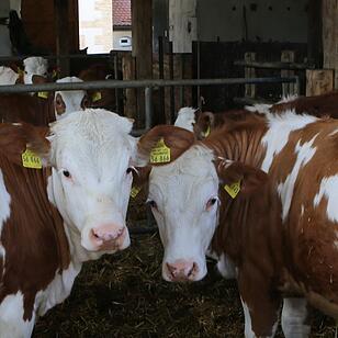 SoS Ermreus im Landkreis Forchheim; Foto: Barbara Herbst