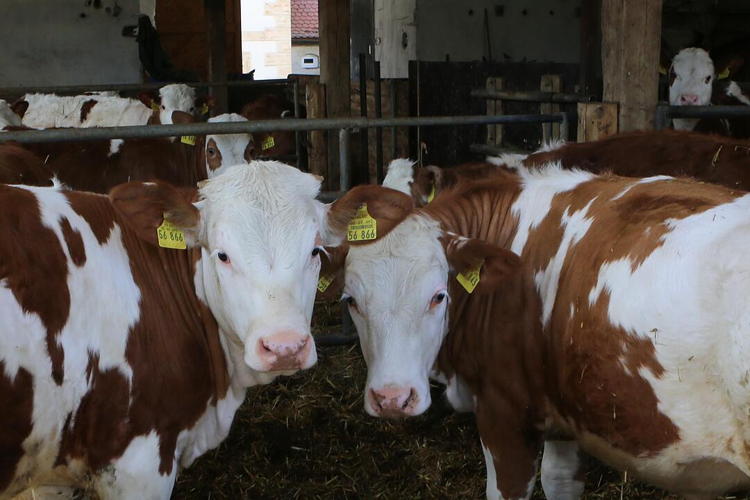 SoS Ermreus im Landkreis Forchheim; Foto: Barbara Herbst