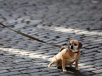 In Nordrhein-Westfalen wurde am Wochenende ein kleiner Hund misshandelt: Zeugen alarmierten die Polizei. Die bekam es mit zwei betrunkenen Männern zu tun.  Symbolbild: pixabay.com/StockSnap