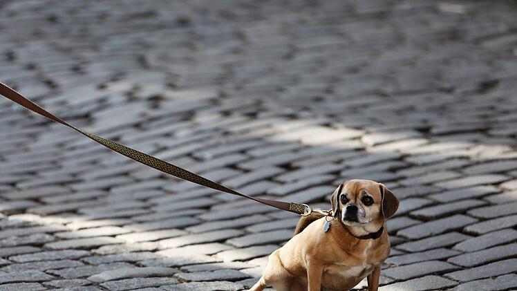 In Nordrhein-Westfalen wurde am Wochenende ein kleiner Hund misshandelt: Zeugen alarmierten die Polizei. Die bekam es mit zwei betrunkenen Männern zu tun.  Symbolbild: pixabay.com/StockSnap