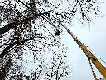 Sechs Tonnen müssen erst über die Bäume am Waldkrankenhaus gehoben werden.