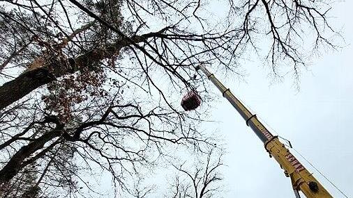 Sechs Tonnen müssen erst über die Bäume am Waldkrankenhaus gehoben werden.