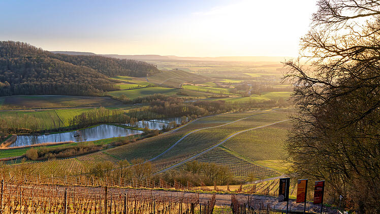 Weinberge am Stollberg bei Handthal im Abendlicht, Markt Oberschwarzach, Landkreis Schweinfurt, Unterfranken, Bayern, Deutschland.